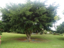 Ein Riesen-Ficus
