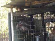 Ein traumatisierter Gibbon und ein ausgebüchster Makake