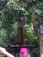 Fütterungsplattform für die Orang Utans - auch Makaken bedienen sich