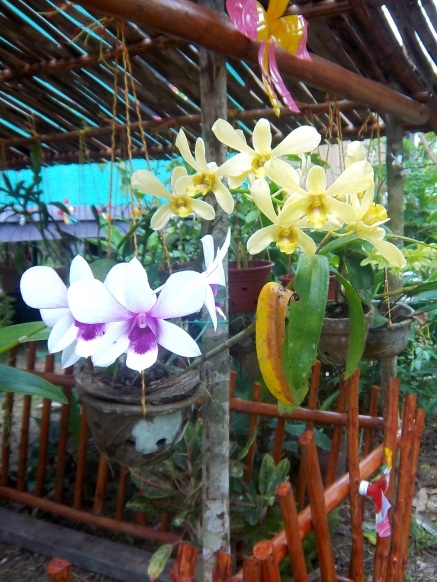 Fast jeder hier hat Orchideen im Garten