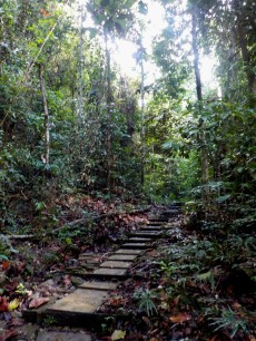 Moderater Einstieg im Gunung Gading National Park