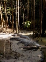 Auch Krokokdile leben in Matang