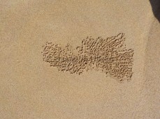 Beim Buddeln im Sand hinterlassen Geisterkrabben viele kleine Sandkugeln