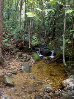 Sieht sehr erfrischend aus: kleiner Fluss im Wald
