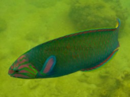 Weiblicher Mondsichel-Lippfisch (die Männchen sind leuchtend blau)