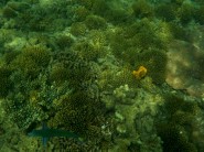 Ein Mondsichel-Lippfisch vor einer der tollen Korallenbänke vor Sapi