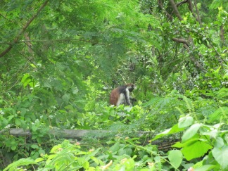 Entdeckt beim Spaziergang: Ein Red Colobus Monkey