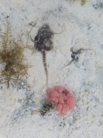 Entdeckt beim Wattspaziergang: Seesterne und Korallen