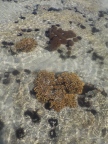 Überall sind Seeigel, Unterwasserpflanzen und Korallenstein