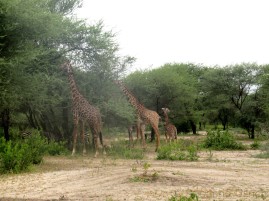 Nur wenige Meter vom Camp entfernt sehen wir eine Gruppe Giraffen