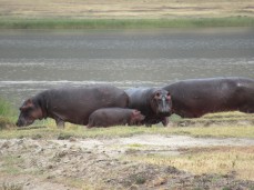 Sahra wünscht sich Hippos außerhalb des Wassers und die kriegt sie